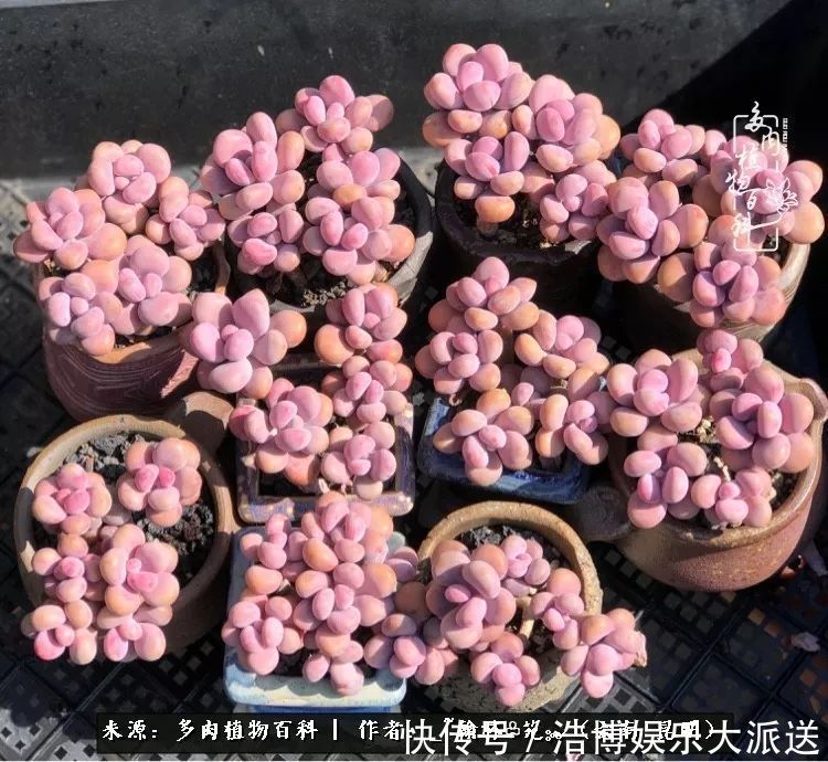 挂区|因为多肉,背井离乡来到开挂区,多肉变好看,小伙变大叔!