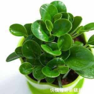 豆瓣绿|家里养盆“它”,好看又防辐射,比绿萝还好养