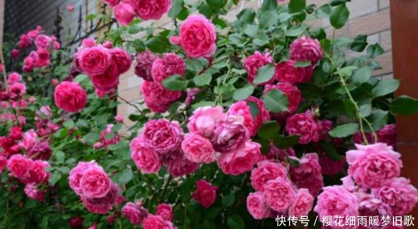 月季花|养月季花，学会“3个”方法，新芽猛冒，开花不断，美爆阳台！