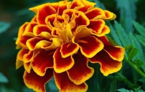 花期|4种花看一眼就难忘，楚楚动人，花期超长，给你一片花海！