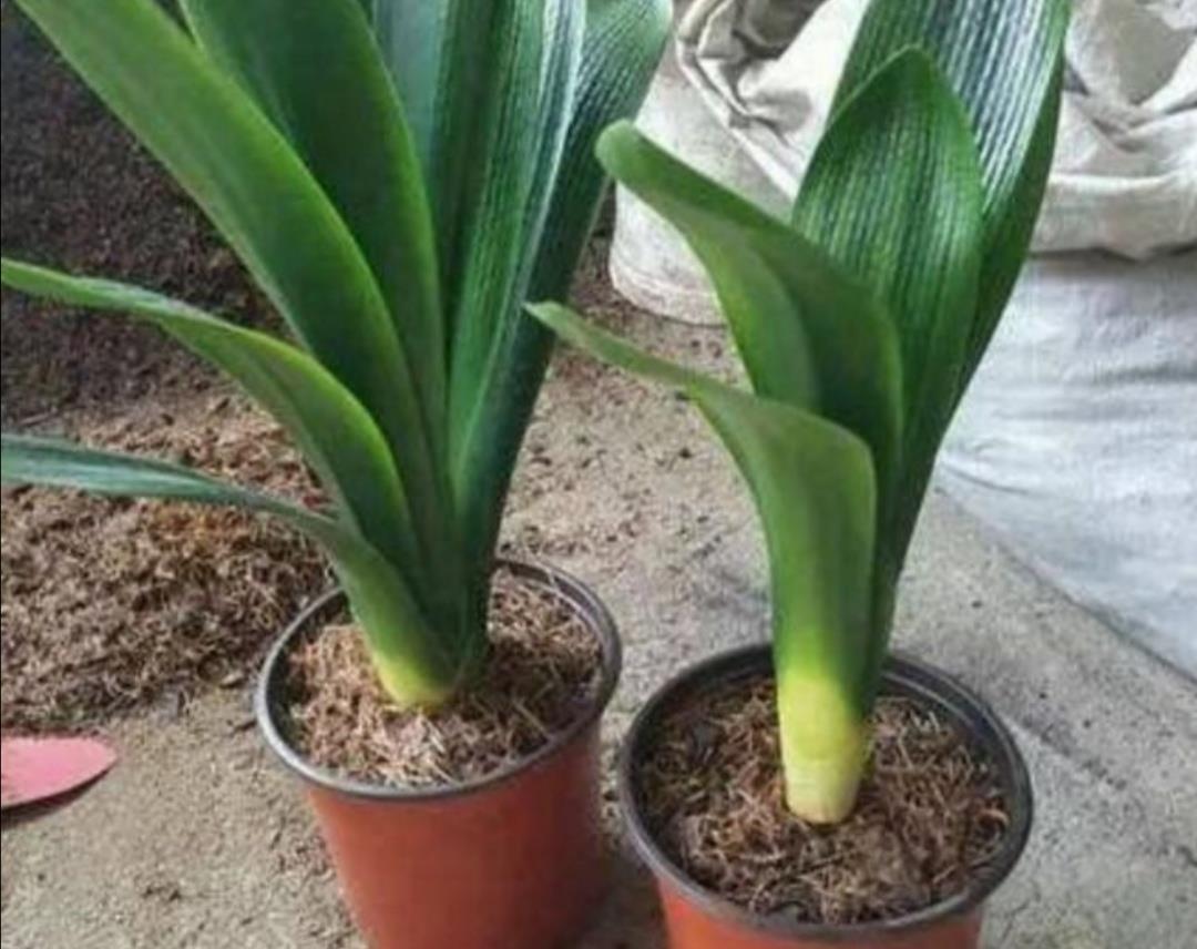 松软|养君子兰不用买土,用3种材料配成“营养土”,松软透气养分足