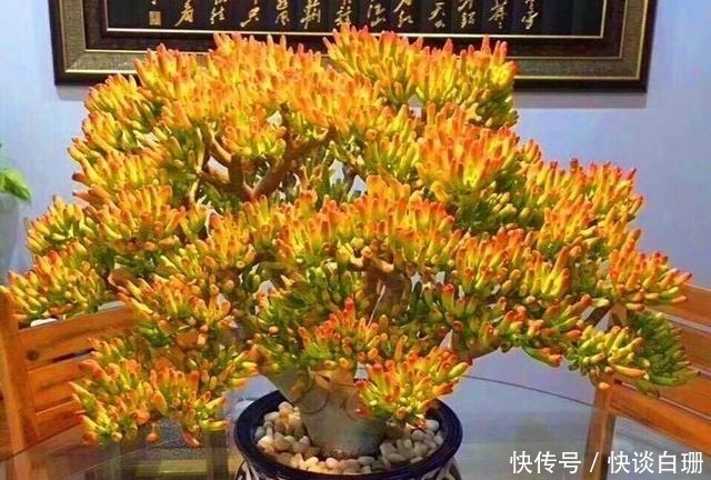 养护|这7款多肉名字金贵,寓意招财纳福,家中养一盆准没错