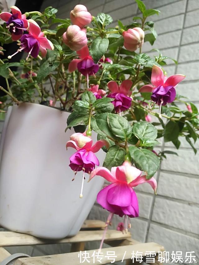 瀑布|6种花,一定要吊起来养,开花像瀑布,看着真过瘾!