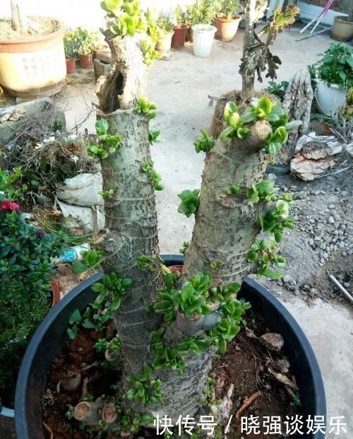 大腿|养了20年的玉树,杆子比大腿还粗,满树白花跟下雪了一样