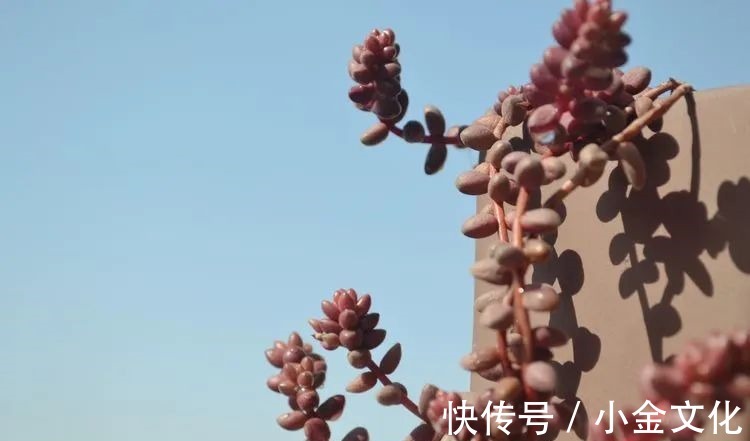 以阳光为滤镜,蓝天为背景,期待拥抱春天,拥抱自然!