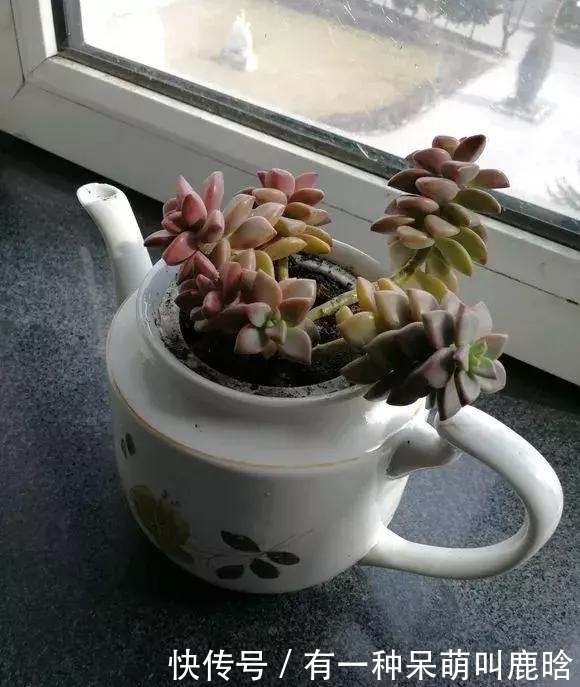 邻居捡破烂养花，全家都反对，栽上花后都笑了！