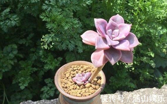 徒长|多肉徒长、叶片又肥又大该怎么解决2步操作,让它过夏就变美