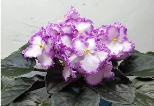 打理|3种花很好养,耐寒易打理,花美色艳,花儿轻松开爆盆