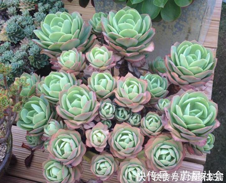 碰到这4种花再漂亮也别买，因为花钱买回来只会给自己“添堵”