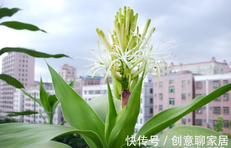 金钱树|6种植物,花开富贵“好兆头”,能养开花“不简单”