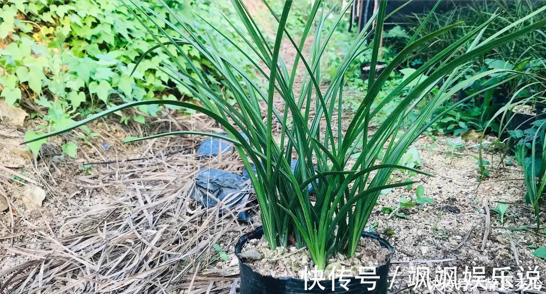 兰花翻盆:两花不翻、两水不浇、两肥不施,你做对了吗