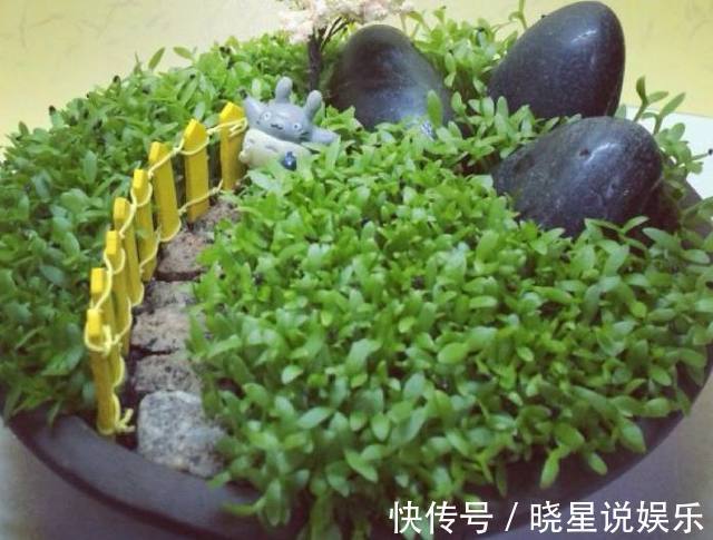 火龙果|爷爷在阳台这样盆栽火龙果，没过多久长这样，邻居都跑来偷学！