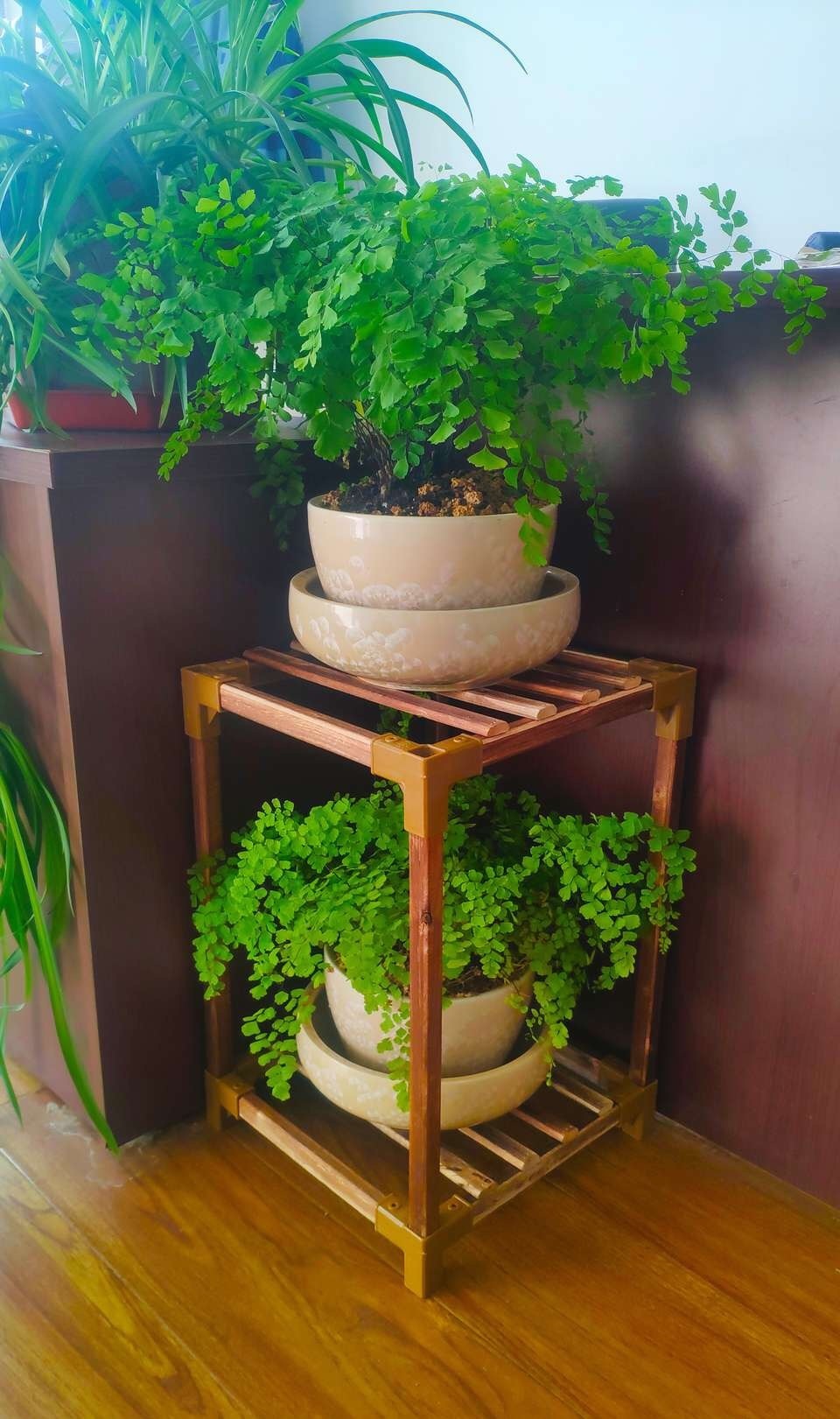 种花|养此5种花,夏季就像“水桶”,浇水越多、长得越旺