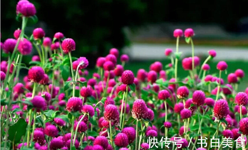 观赏价值|千日红它是一种不会褪色的花，花色鲜艳靓丽，花期还较长