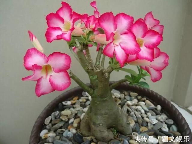 把沙漠玫瑰养成“盆景”,颜值高、价值高,太容易成型了