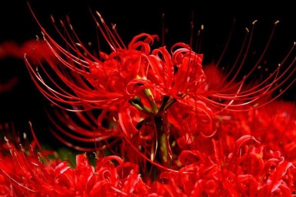 世界上最神秘的花 第一被称幽灵第二传说生长在地狱 快资讯