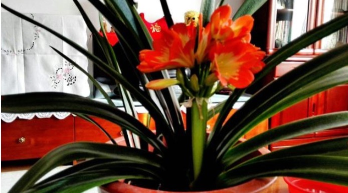 君子兰不见长、不开花“2种料”扔盆里,新芽多,一年开花2次