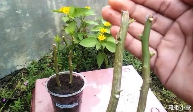 自制生根剂并不难,巧妙采用四种“生根液”,很快长出大白根