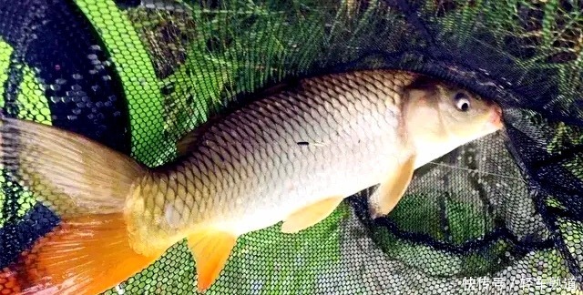 春夏之交，鱼难钓，改变策略就可以提高渔获