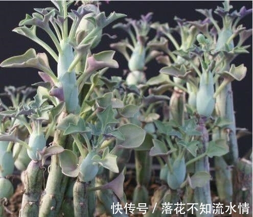 大姐上山溜达，无意捡到几根”黄瓜“，种院子几个月后，惊喜来了