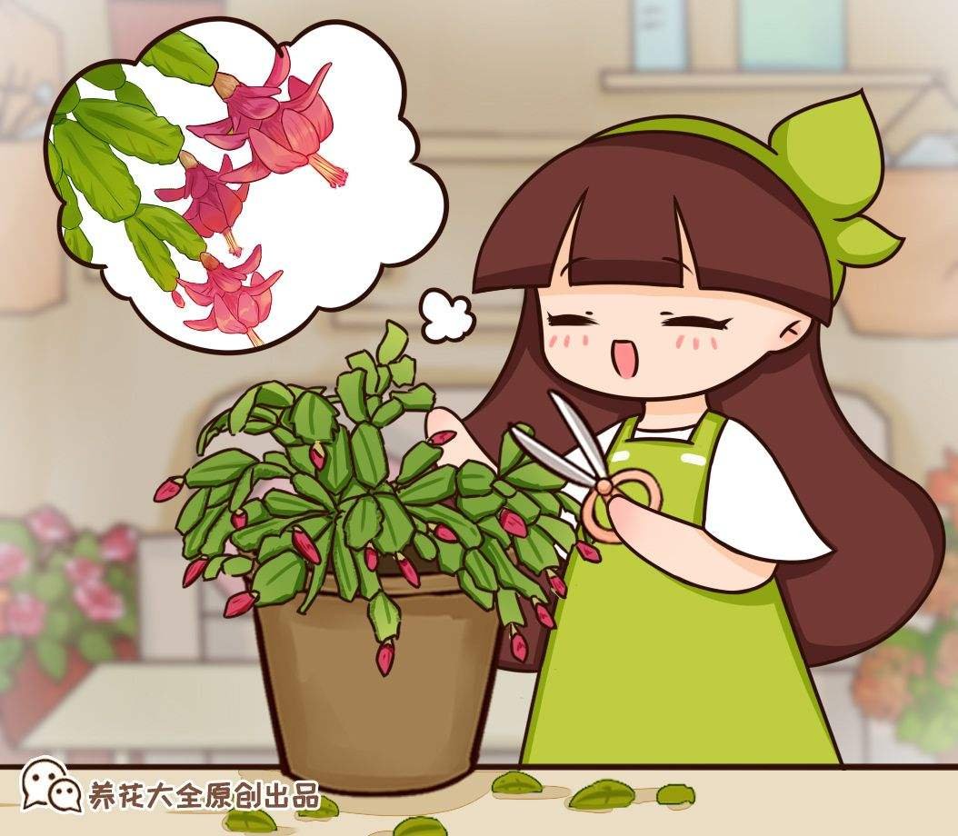新生|蟹爪兰度夏后，干瘪低垂没精神，4个方法重换新生