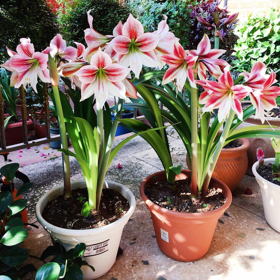 开花|6种漂亮花,都有“大肚子”,吸一次水一个月不浇,天热狂开花