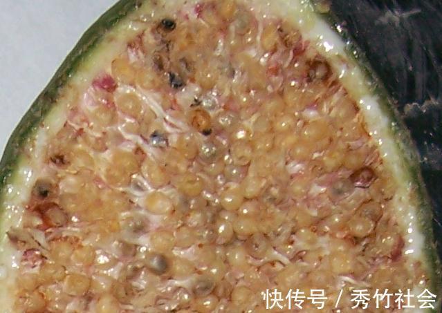 长在树上的“天然果冻”,山里小孩最爱吃,有谁认识吗