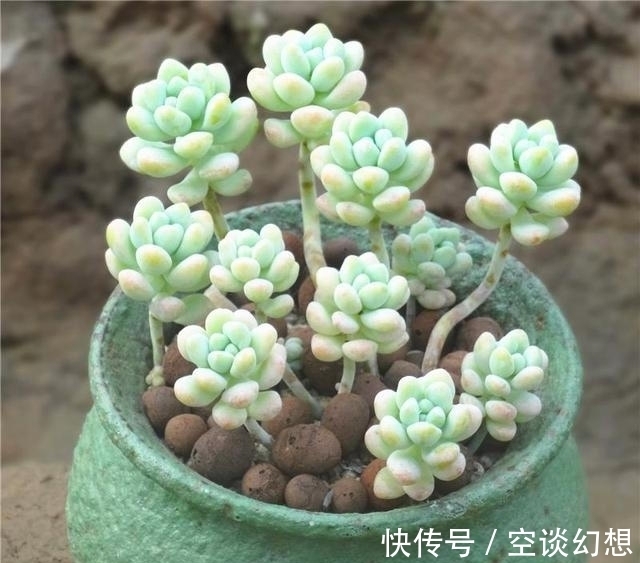 多肉植物|3款“爱哭”的多肉植物,名字很凄美,出了状态确让人很陶醉