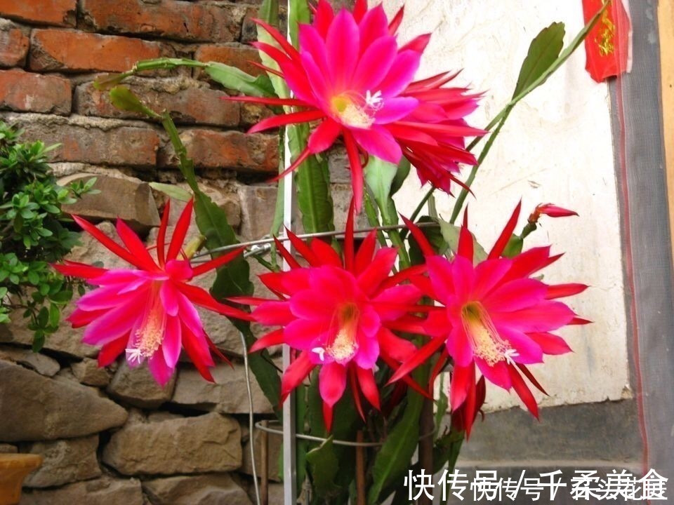 阳台|他家阳台养了“20盆”令箭荷花，长到1米5高，花苞巴掌大