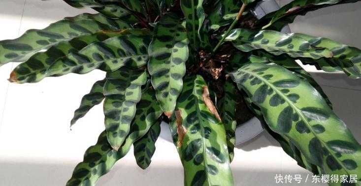 花卉|盆栽养花浇水不简单,常用这4种“水”,容易浇一盆死一盆