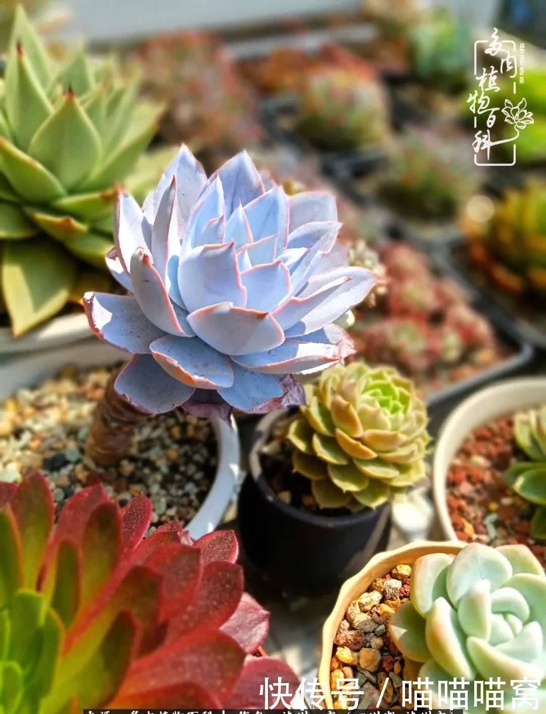 今日阳光正好怎能浪费?多肉美照拍拍拍!