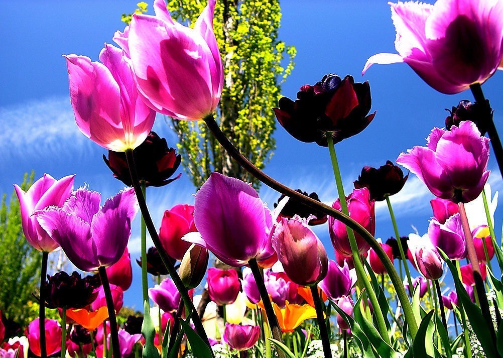 此花所代表的是富贵和高雅，是寓意爱情美满的花，花苞是最美的