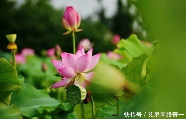 唐诗$苏轼最高明的一次抄袭,将8首唐诗抄成一首宋词,却抄出千古绝唱