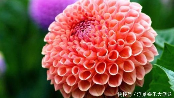 名花|喜欢菊花，不如试试“世界名花”大丽花，花开色彩瑰丽，花朵优美