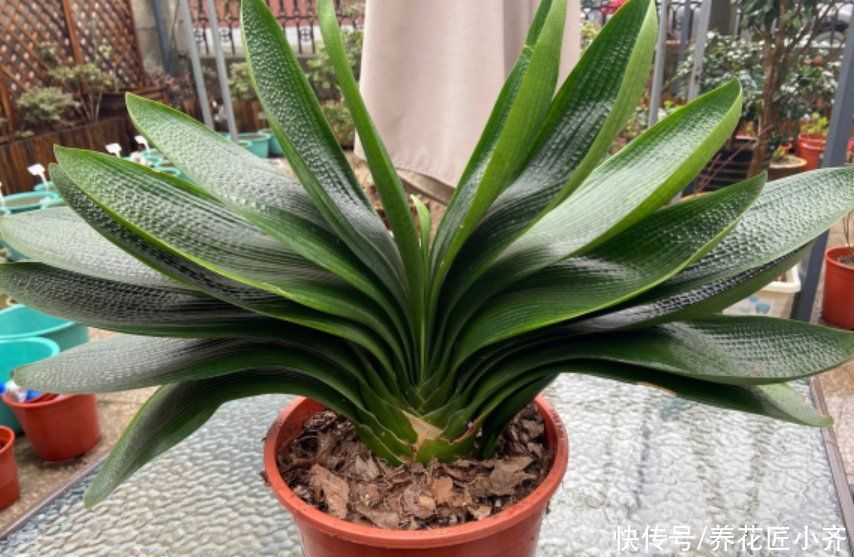 叶绿|七八月份是君子兰“难养期”,要做好“2不1少”,才能叶绿根壮
