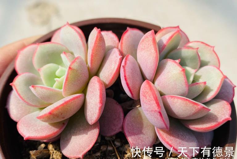叶片|多肉蓝宝石小巧可爱,但怕晒又怕热,需要如此养护才能顺利度夏