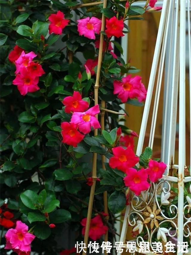 花苞|这花一开就是大半年,枝条沾水就活,根比萝卜还粗