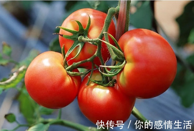 秋天|十月吃“三芋”、“五鲜”,可以软化血管,帮助人体消化、吸收