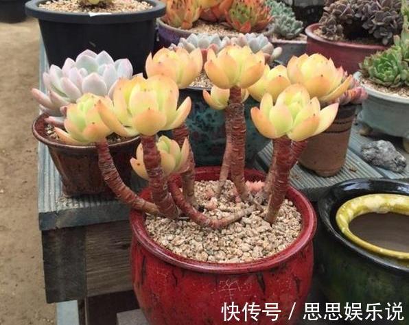 多肉植物速成老桩秘籍盆栽管理''狠一点'',想成功很简单