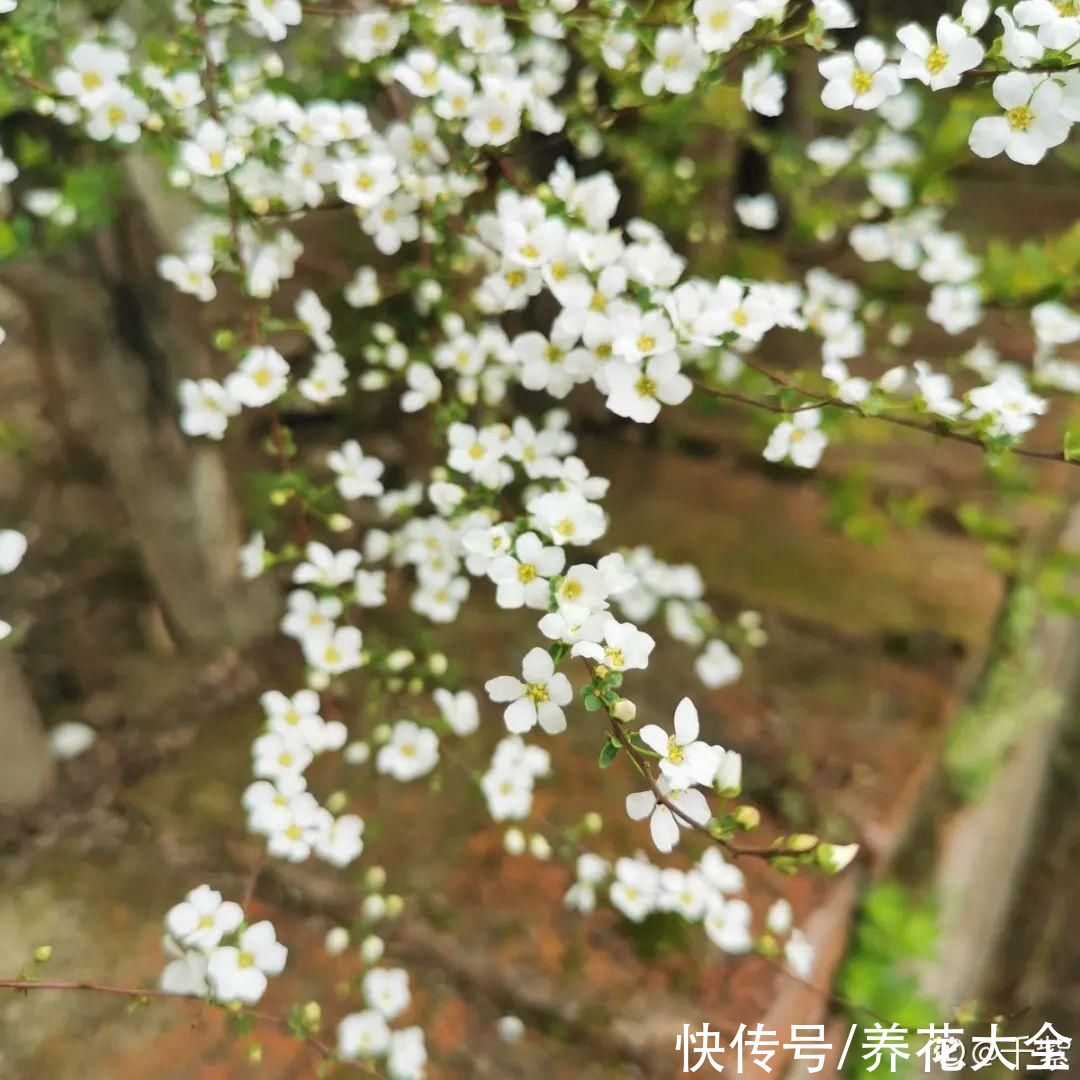 1种花叫“雪柳”,剪几根枝插水里,7天长叶,一个月开花,绝美