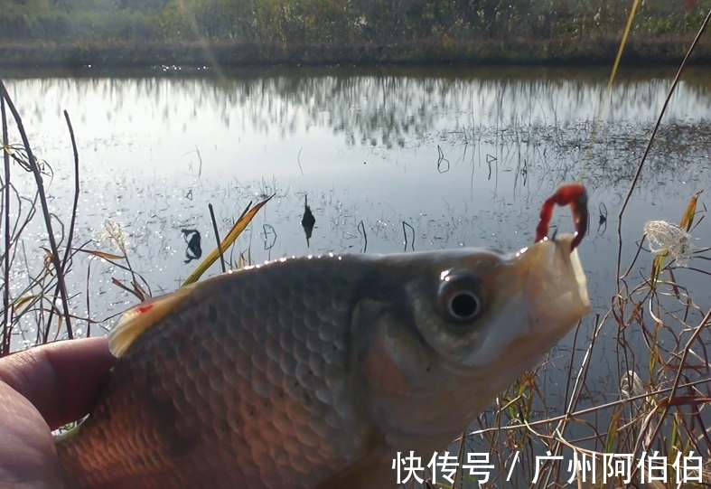 鲫鱼|天冷降温后鱼难钓，8个人钓鱼为什么只有我钓到了，原因是这些