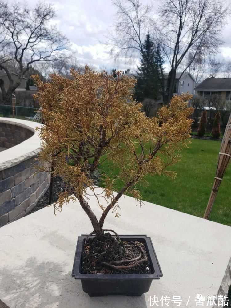 植物体|玩好盆景不容易，玩死它却是手到擒来