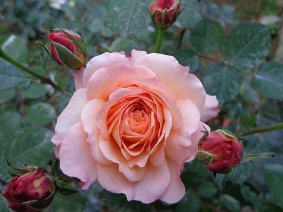 想轻松爆盆就养这款花，花开满园，颜色艳丽，满满都是香味，完美