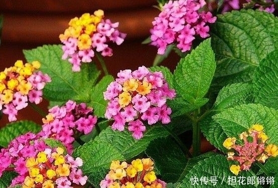 摩羯座|十二星座女生谁最漂亮?颜值排行榜,她似乎是上帝的宠儿