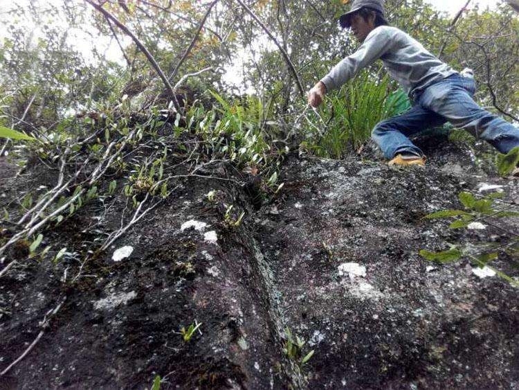 野草|农村石头上这野草,用来煲汤是一绝,如今一斤50元成稀罕货