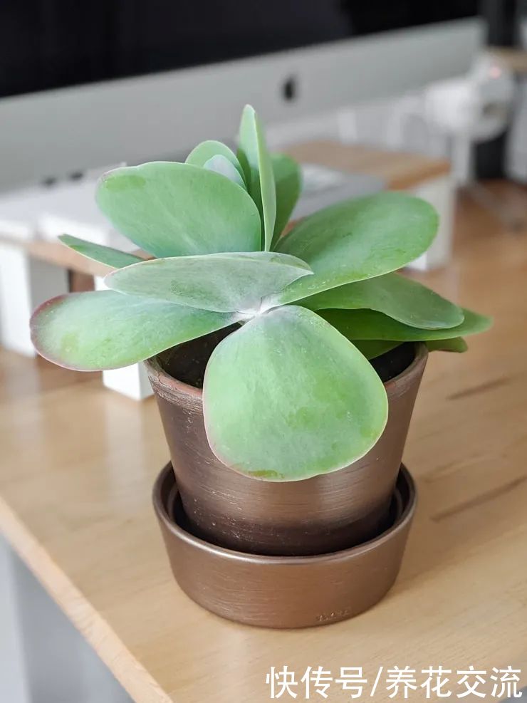 玉树|新手养好盆栽多肉的几个秘诀,选些好养的品种也是极其关键的