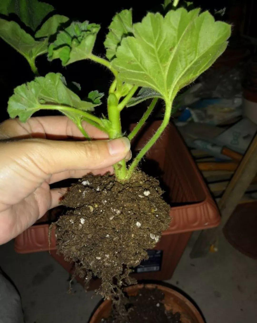 这花真便宜，100块买了一阳台，爆花多得看不见叶子
