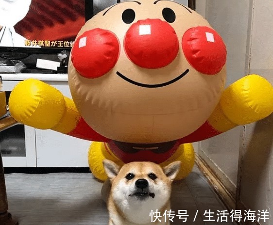 间谍|来自汪星的间谍,经常游走各种动漫本汪可塑性还是很高滴!