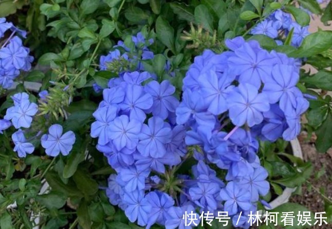 仕途|花期时间比较长的4种花,寓意“仕途长长久久”,很多人已经在养