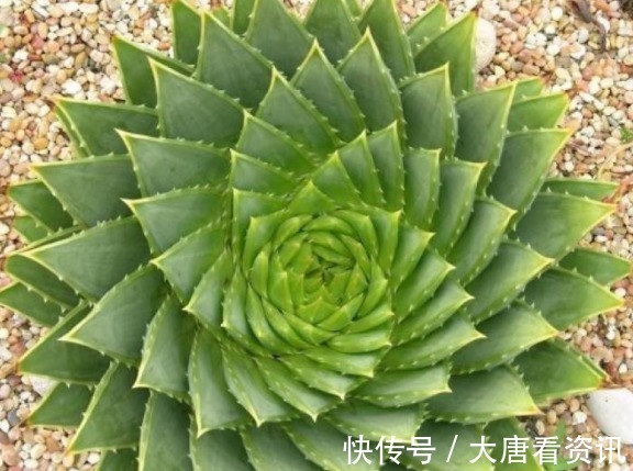 种花|“病菌”超怕的5种花,家里只要养一盆,和医院说拜拜!